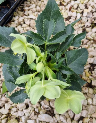 Korzikai Hunyor - Helleborus Argutifolius