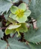 Hunyor - Helleborus x Sternii "Silver Dollar" 