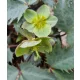 Hunyor - Helleborus x Sternii "Silver Dollar" 