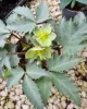 Hunyor - Helleborus x Sternii "Silver Dollar" 