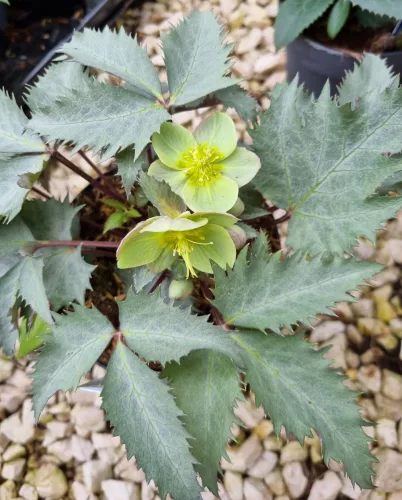 Hunyor - Helleborus x Sternii "Silver Dollar" 