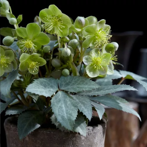 Hunyor - Helleborus x Sternii "Silver Dollar" 