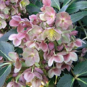 Rórász Hunyor - Helleborus sternii