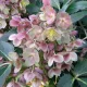 Rórász Hunyor - Helleborus sternii