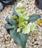 Rórász Hunyor - Helleborus sternii