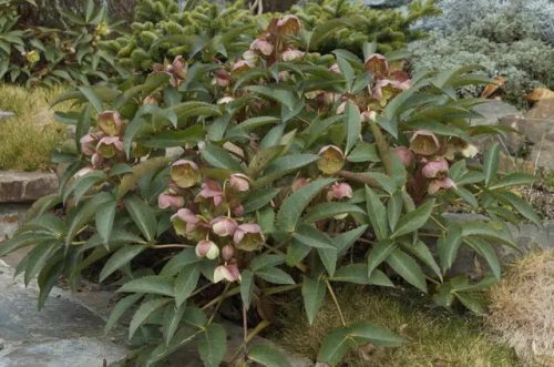 Rórász Hunyor - Helleborus sternii