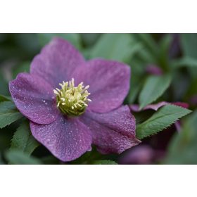 Helleborus "Bijoux"  - Hunyor
