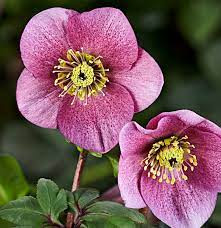 Helleborus "Bijoux"  - Hunyor