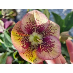 Hunyor - Helleborus x hybridus "Senna" 