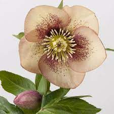 Hunyor - Helleborus x hybridus "Senna" 