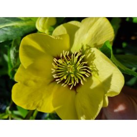 Hunyor - Helleborus × hybridus "Golden Sunrise"
