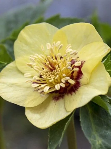 Hunyor - Helleborus × hybridus "Golden Sunrise"