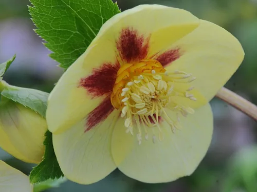 Hunyor - Helleborus × hybridus "Golden Sunrise"