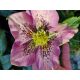 Hunyor - Helleborus x hybridus "Mary Lou"