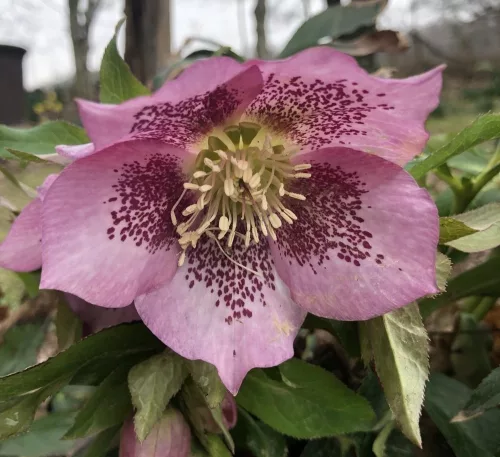 Hunyor - Helleborus x hybridus "Mary Lou"