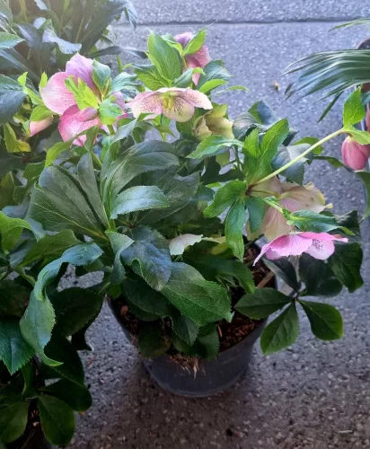 Hunyor - Helleborus x hybridus "Mary Lou"