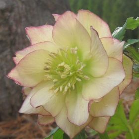 Hunyor - Helleborus x Hibridus- Golden Lotus