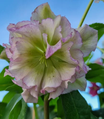 Hunyor - Helleborus x Hibridus- Golden Lotus