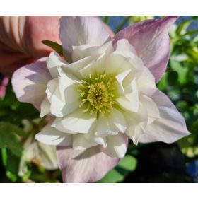 Hunyor - Helleborus x Hibridus- "Spotted Pink"