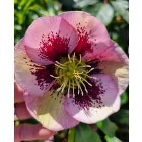   Hunyor - Helleborus x Hibridus- "HARVINGTON PINK SPECKLED"