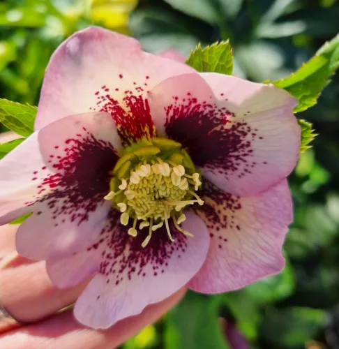 Hunyor - Helleborus x Hibridus- "HARVINGTON PINK SPECKLED"