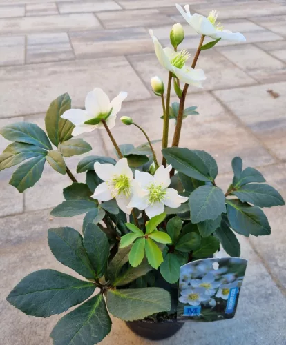 Fehér virágú Hunyor - Helleborus Niger 