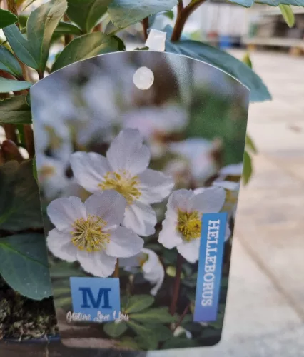 Fehér virágú Hunyor - Helleborus Niger 