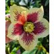 Hunyor - Helleborus x Hibridus- "Yellow Spotted"