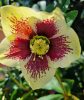 Hunyor - Helleborus x Hibridus- "Yellow Spotted"