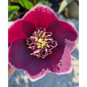   Hunyor - Helleborus x Hibridus- " Aubergine Anemone"