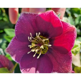 Hunyor - Helleborus x Hibridus- " Amethyst Glow"