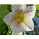 Hunyor - Helleborus x Hibridus- " White Lady"