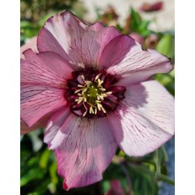 Hunyor - Helleborus x Hibridus- " Cherry Blossom"