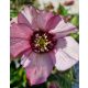 Hunyor - Helleborus x Hibridus- " Cherry Blossom"