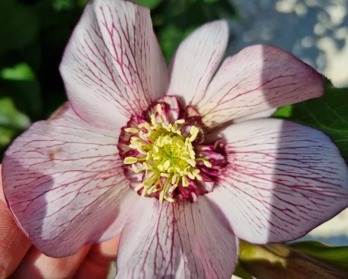 Hunyor - Helleborus x Hibridus- " Cherry Blossom"
