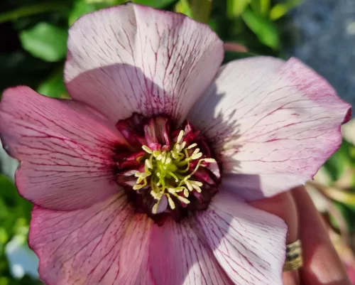 Hunyor - Helleborus x Hibridus- " Cherry Blossom"