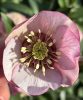 Hunyor - Helleborus x Hibridus- " Cherry Blossom"