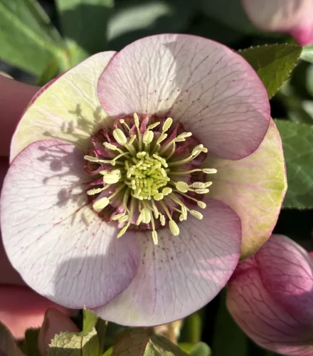 Hunyor - Helleborus x Hibridus- " Cherry Blossom"