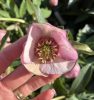 Hunyor - Helleborus x Hibridus- " Cherry Blossom"