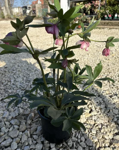 Hunyor - Helleborus x Hibridus- " Cherry Blossom"