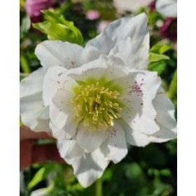 Hunyor - Helleborus x Hibridus- " Double Ellen"