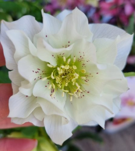 Hunyor - Helleborus x Hibridus- " Double Ellen"