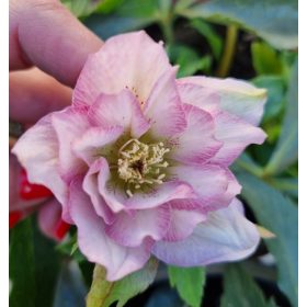   Hunyor - Helleborus x Hibridus- " Double Ellen Pink"