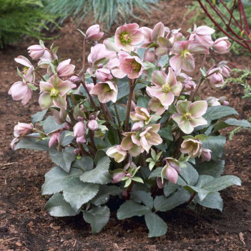 Hunyor - Helleborus "Angel Glow"