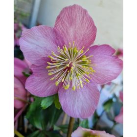 Hunyor - Helleborus orientalis "Sensas"