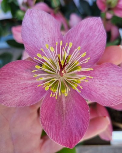 Hunyor - Helleborus orientalis "Sensas"