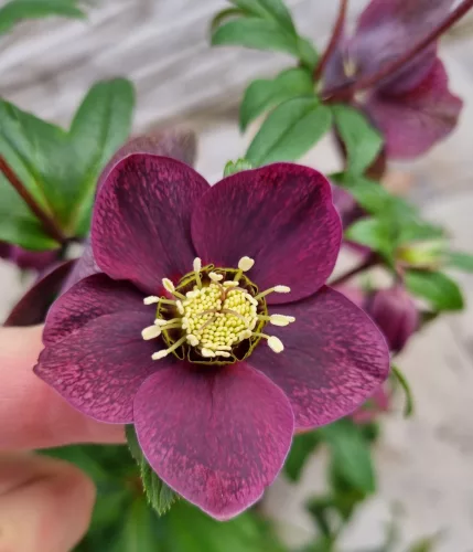 Hunyor - Helleborus orientalis - Viv Viktoria