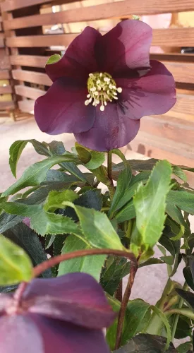 Hunyor - Helleborus orientalis - Viv Viktoria