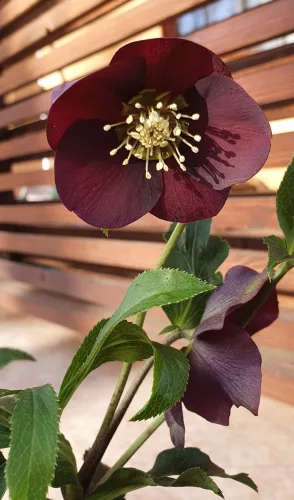 Hunyor - Helleborus orientalis - Viv Viktoria