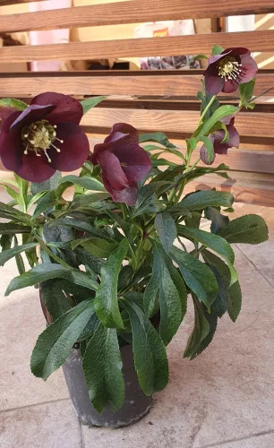 Hunyor - Helleborus orientalis - Viv Viktoria